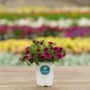 Calibrachoa – Cabaret Goodnight Kiss – 4.5″ Pot